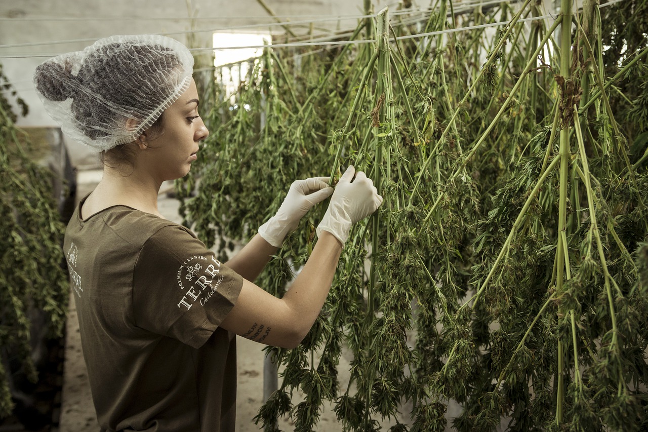 cbd oil